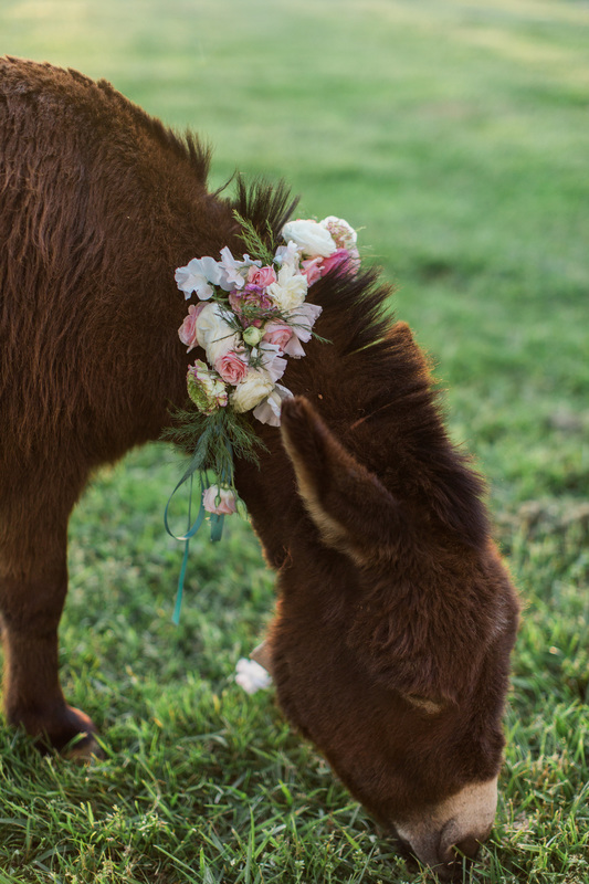 donkey at rustic wedding venue in north carolina