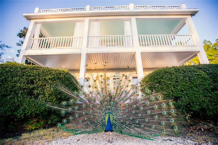 peacock at country wedding venue in north carolina