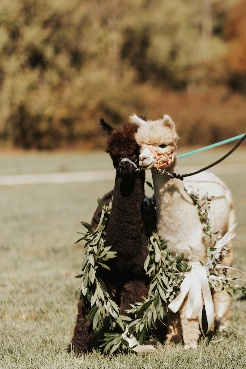 Wedding alpacas