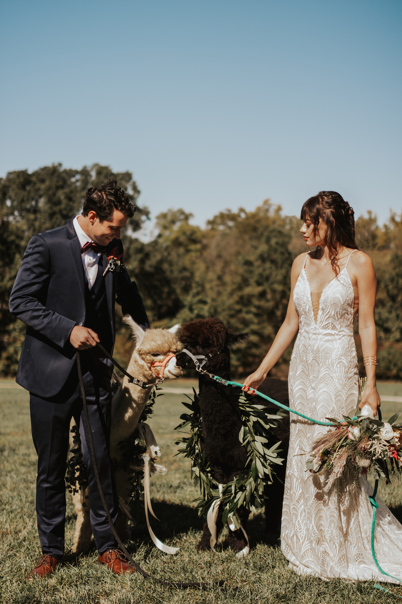 Rustic wedding bride and groom with alpacas